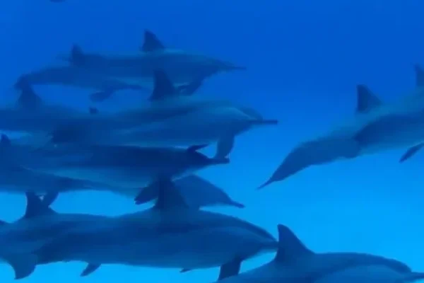 Dolphin-Bay-Sataya-Trip-from-Marsa-Alam-e1669176106567-550x660